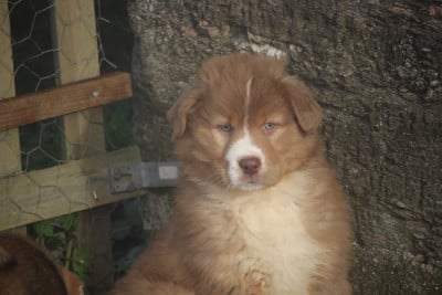 Les chiots de Berger Australien