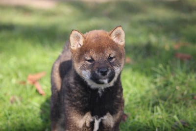 Les chiots de Shiba