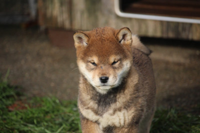 Les chiots de Shiba