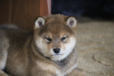 Les chiots de Shiba