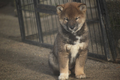 Les chiots de Shiba