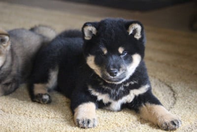 Les chiots de Shiba