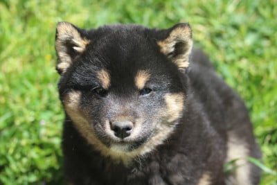 Les chiots de Shiba