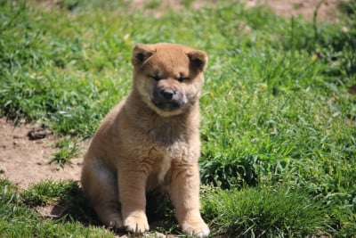 Les chiots de Shiba