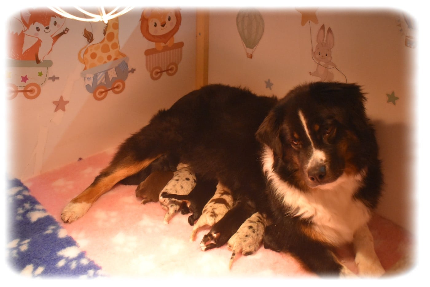 Berger Australien - Du Pays Rochois