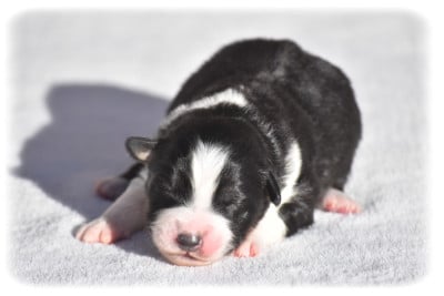 Les chiots de Berger Australien