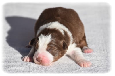 Les chiots de Berger Australien