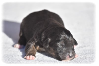 Les chiots de Berger Australien