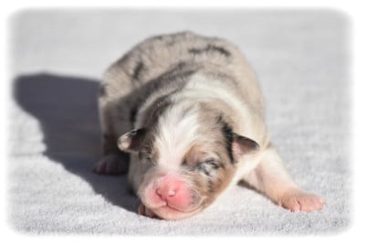 Les chiots de Berger Australien