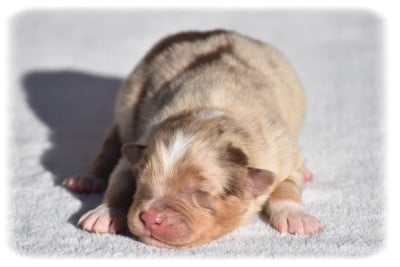 Les chiots de Berger Australien