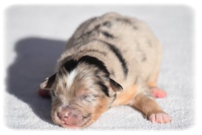 Les chiots de Berger Australien