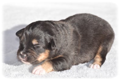 Les chiots de Berger Australien