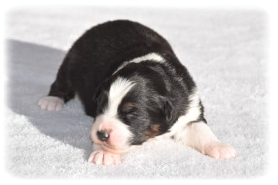 Les chiots de Berger Australien