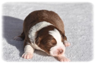 Les chiots de Berger Australien