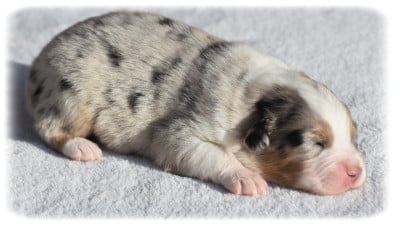 Les chiots de Berger Australien