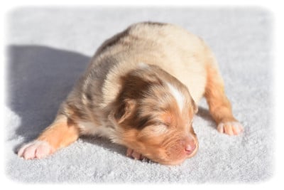 Les chiots de Berger Australien