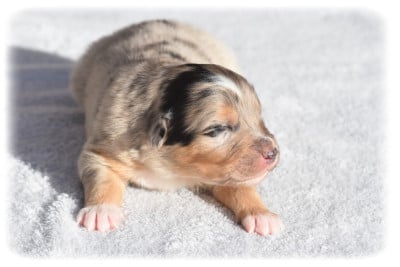 Les chiots de Berger Australien