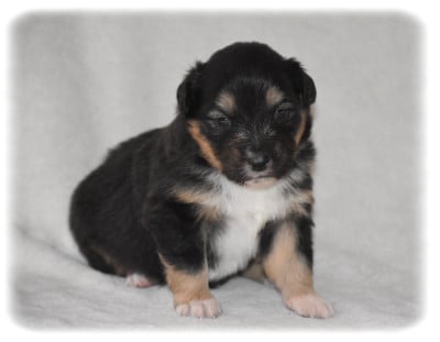 Les chiots de Berger Australien