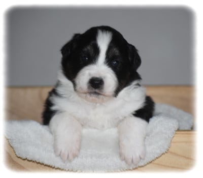 Les chiots de Berger Australien