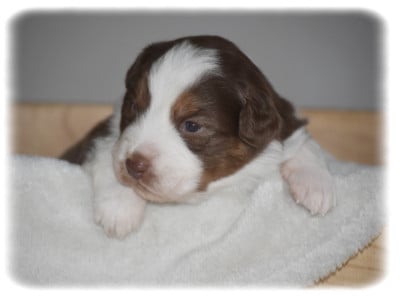 Les chiots de Berger Australien
