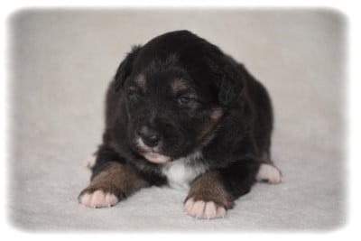 Les chiots de Berger Australien
