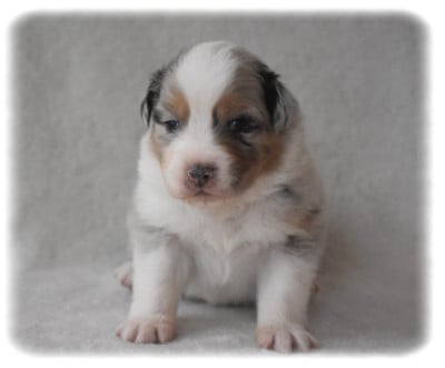 Les chiots de Berger Australien