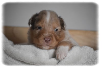 Les chiots de Berger Australien
