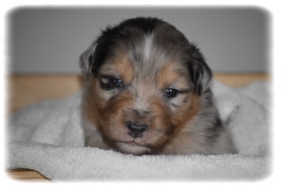 Les chiots de Berger Australien