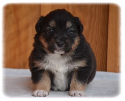 Les chiots de Berger Australien