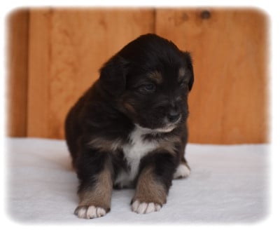 Les chiots de Berger Australien