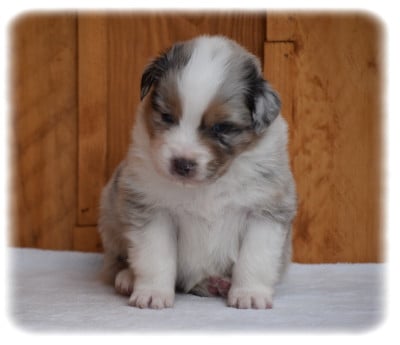 Les chiots de Berger Australien