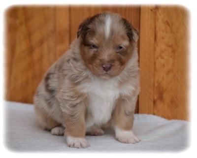 Les chiots de Berger Australien