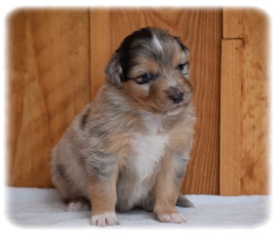 Les chiots de Berger Australien