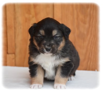 Les chiots de Berger Australien