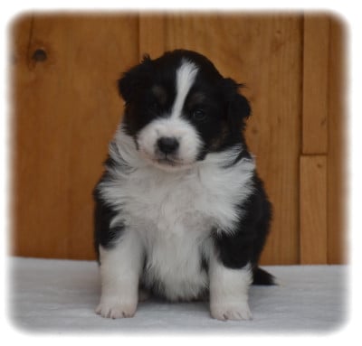 Les chiots de Berger Australien