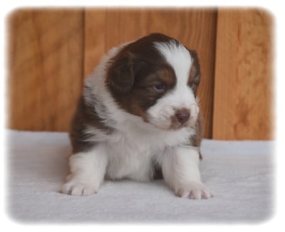 Les chiots de Berger Australien