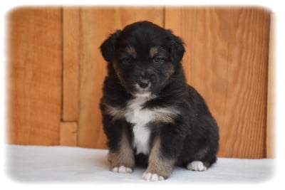 Les chiots de Berger Australien