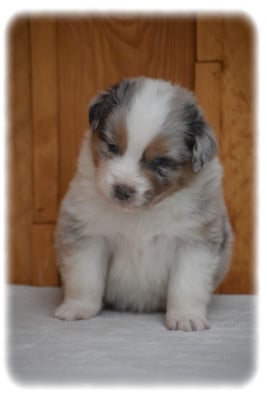 Les chiots de Berger Australien