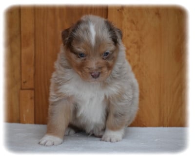 Les chiots de Berger Australien
