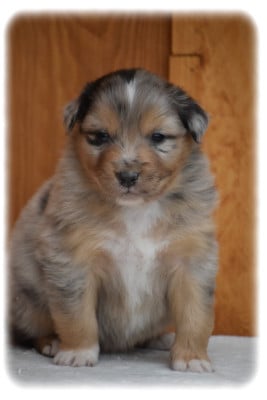 Les chiots de Berger Australien