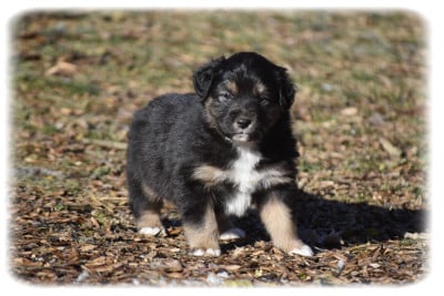 Les chiots de Berger Australien