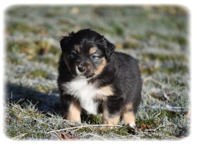 Les chiots de Berger Australien