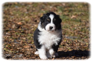 Les chiots de Berger Australien