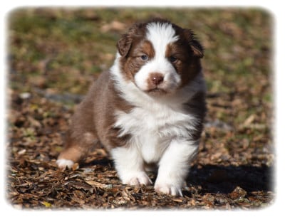 Les chiots de Berger Australien