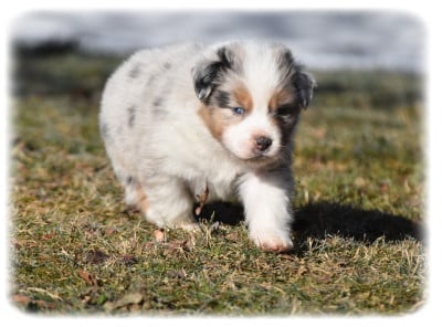 Les chiots de Berger Australien