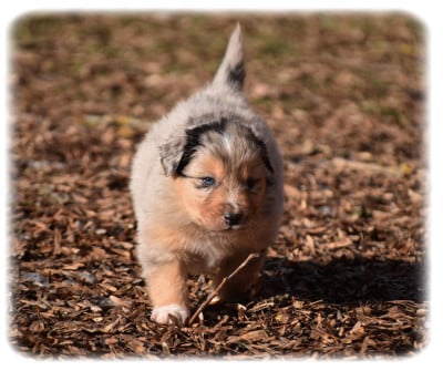 Les chiots de Berger Australien
