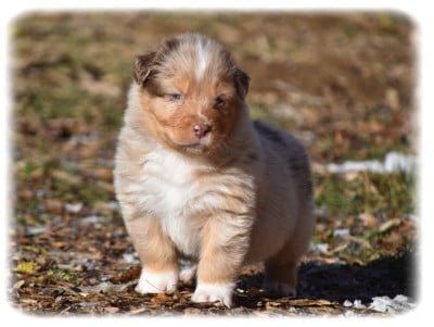 Les chiots de Berger Australien