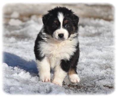 Les chiots de Berger Australien