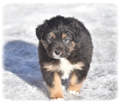Les chiots de Berger Australien