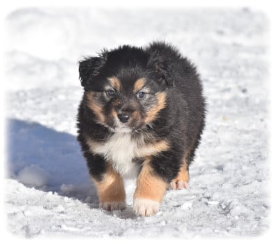 Les chiots de Berger Australien